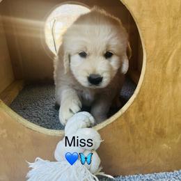 Miss Light Blue - Light golden female Golden Retriever puppy in Carmichael, California from Sadie Lane Family Goldens