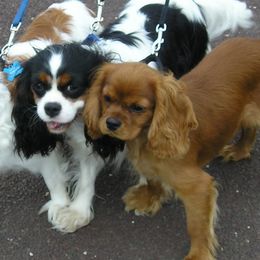 Cavalier King Charles Spaniels from Charma Cavaliers