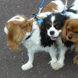 Cavalier King Charles Spaniels from Charma Cavaliers