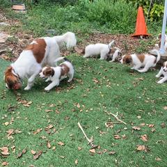 Nederlandse Kooikerhondje Puppies from Sunshine Kooikers