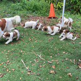 Nederlandse Kooikerhondje Puppies from Sunshine Kooikers
