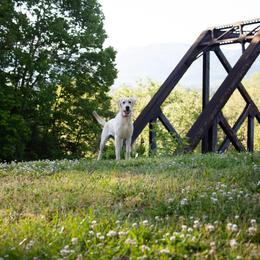 Labrador Retriever Puppies from J and D Retrievers