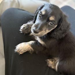 Prince Erik - Piebald male Dachshund puppy in Stockton, California from Long Blonde Doxies