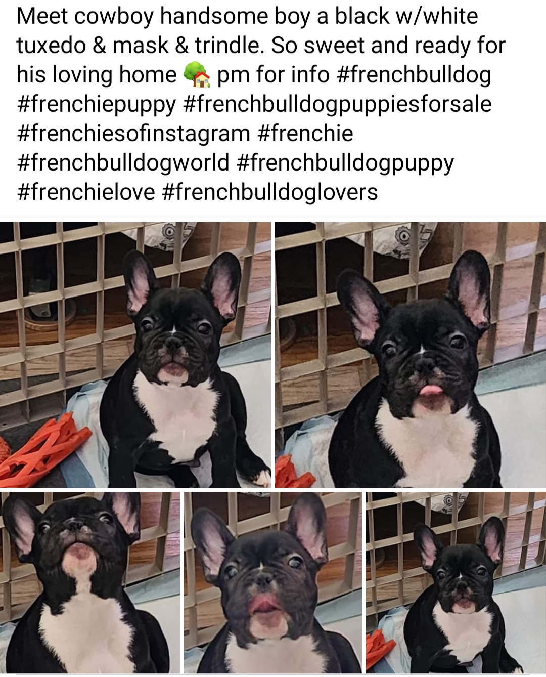 French Bulldog Puppies from TOP Bred Frenchies by Jill