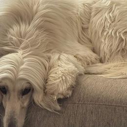 Afghan Hounds from The Red Afgans