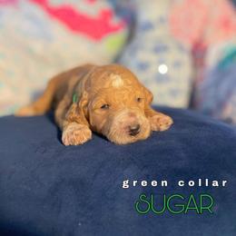 Goldendoodle Puppies from ENC Goldendoodles
