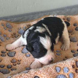 Baby Boy Gutmann - Parti male Miniature Schnauzer puppy in Brundidge, Alabama from Deez Pups Magnificent Schnauzers