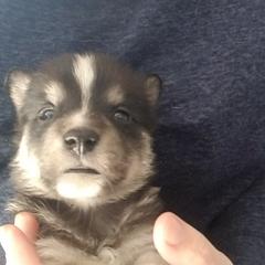 Lapponian Herder Puppies from Kuulas Kennels