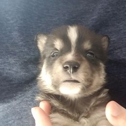 Lapponian Herder Puppies from Kuulas Kennels