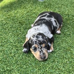 Dachshund Puppies from Weenie Bros