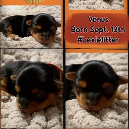 Venus - Black and gold female Yorkshire Terrier puppy in Tangipahoa County, Louisiana from Riche’ Louisiana Yorkies