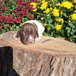 Boy 3 - male German Shorthaired Pointer puppy in Potosi, Wisconsin from Point and Flush Gun Dogs