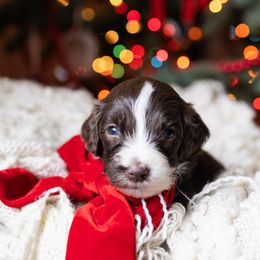 Emmett - male Australian Mountain Doodle puppy in Redding, California from Farmstead Doodles