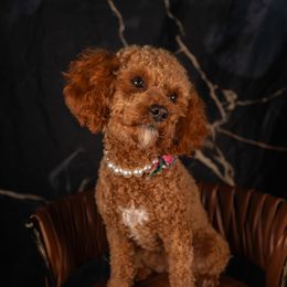 Aluna - Cavapoo