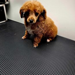 Tilly - Poodle