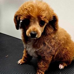 Tilly - Poodle