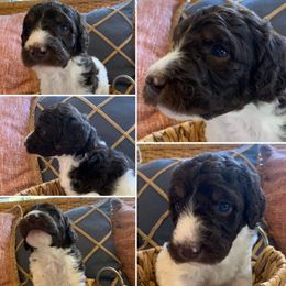 Boy 4 - Aussiedoodle puppy in Decatur, Alabama from Flint Creek Doodles