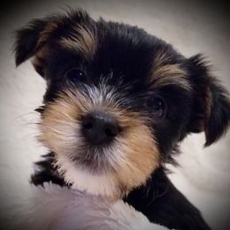 Dachshund and Yorkshire Terrier Puppies from Kimberly's Lovable Littles