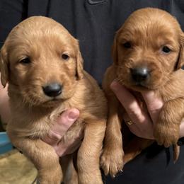 Lava Boy 5 - Dark golden male Golden Retriever puppy in Fort Morgan, Colorado from Golden Girls Kennels, LLC