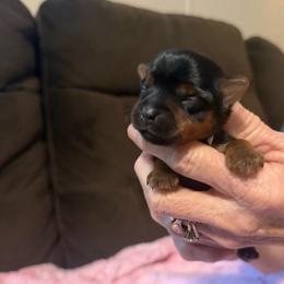 Rosey - Blue and gold female Yorkshire Terrier puppy in Greenville, South Carolina from Emerald Isle Yorkies