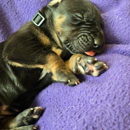 Black collar - Black female Great Dane puppy in Ulen, Minnesota from Hogenson Family Farm