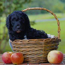 Duke - Black male Goldendoodle puppy in Summerfield, North Carolina from Southern Doodles