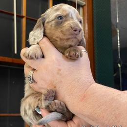 Dachshund Puppies from A&R Dachshund