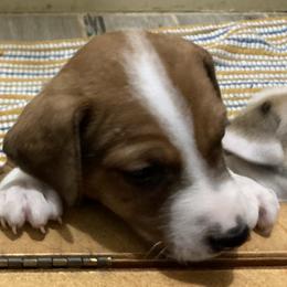 Duke of Chilhowee "Duchi" - Jack Russell Terrier puppy from Royal Russells Ranch
