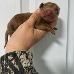 Boy 2 - Dapple male Dachshund puppy in Bismarck, Missouri from Kalua's Doxies