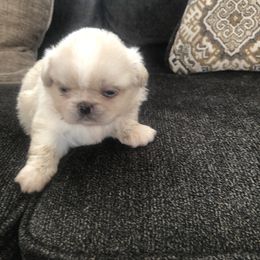 Pekingese, Poodle, and Shih Tzu All Grown Up from Happy puppies