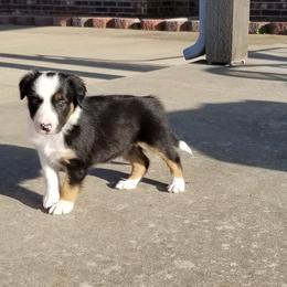 Border Collie Puppies from Bond Border Collies