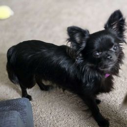 Misu - Chihuahua