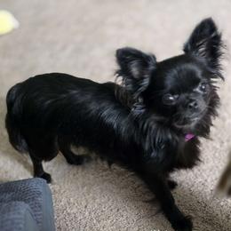 Misu - Chihuahua