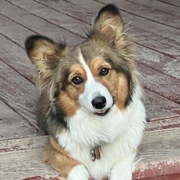 Addie - Pembroke Welsh Corgi