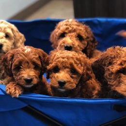 Goldendoodle Puppies from Atkinson Goldendoodles
