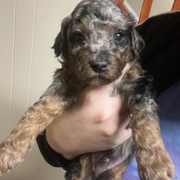 Thunder - Merle male Goldendoodle puppy in Maineville, Ohio from Danielle's Doodles