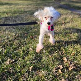 Chinese Crested and Shih Tzu All Grown Up from Wuppie Tree House