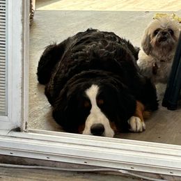 Bernese Mountain Dog Puppies from Lonesome Pine Farm