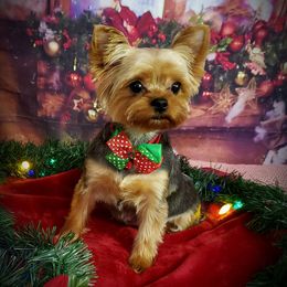 Briley - Yorkshire Terrier