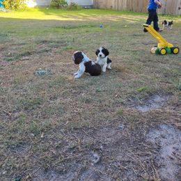 English Springer Spaniel Puppies from Savannah River Springers