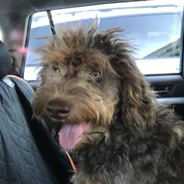Aussiedoodle, Bernedoodle, and Poodle All Grown Up from Clemleth Aussiedoodles