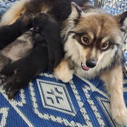 Finnish Lapphund Puppies from Sue Kidder/Lighthouse Lapphunds southern Branch