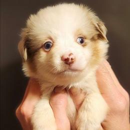 Red merle boy 1 - Red merle male Toy Australian Shepherd puppy in Hampton, Tennessee from TC Farms Stock Dogs - Miniature Australian Shepherds