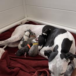 Finn - Fawn brindle male Whippet puppy in Joshua Tree, California from Lexy-Lotte-Lews  Whippets