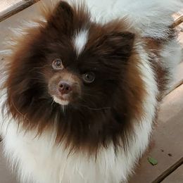 Pomeranians from Brenda's Pomeranians