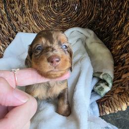 Bruno - Dapple male Dachshund puppy in Watertown, New York from Valley Springs Daschunds