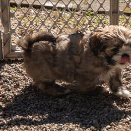 Lhasa Apso Puppies from Floofie Butts