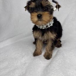 Yorkshire Terrier Puppies from Velvet Crown Yorkies