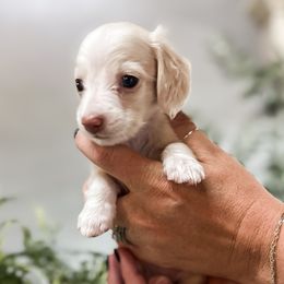 Dachshund Puppies from VOB Doxie