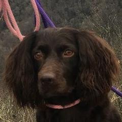 Godiva - Boykin Spaniel